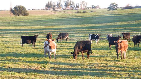 imagen de Recaudación de impuestos que paga el agro bajó 5% en 2016 y la presión fiscal se mantuvo en 8%, según Opypa