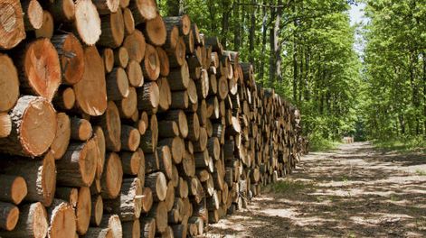 Paracel ya tiene 189.000 hectáreas disponibles en Paraguay, de las cuales 100.000 serán destinadas a plantaciones de eucalipto