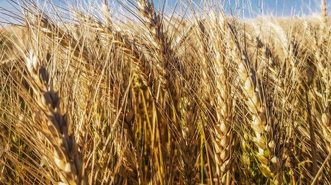 La industria molinera local consume unas 400.000 toneladas de trigo al año