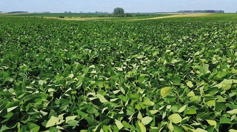 La soja debe generar un ingreso cercano a US$ 1.200 millones por exportaciones