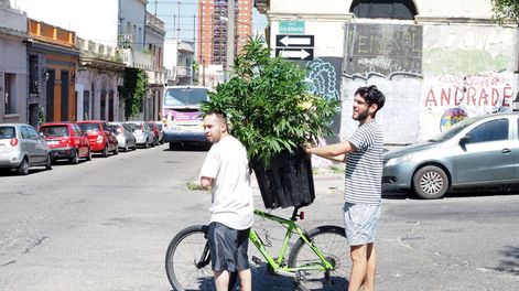 imagen de Para la Policía, el efecto de la regulación de la marihuana sobre el narcotráfico es mínimo, porque el negocio aún le es rentable