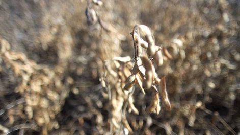 El principal cultivo agrícola de Uruguay es la soja transgénica, que abarca casi un millón de hectáreas. Foto: Nicolás Der Agopián / Búsqueda