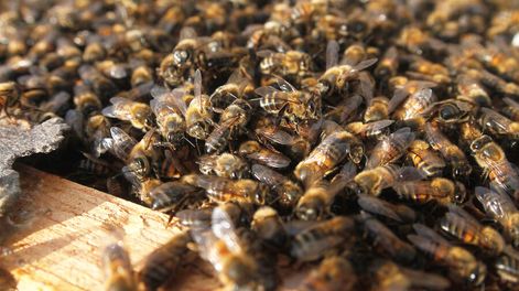 imagen de En refugios para polinizar surgieron “plantas que no se estaban viendo” y que son un “sostén” para abejas, dice investigadora