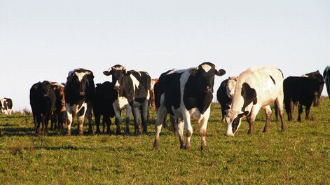 imagen de En la lechería local hay un uso “inadecuado”  de recursos y “mal aprovechamiento” de la tierra
