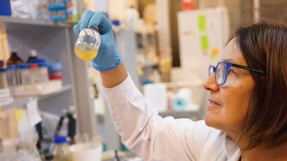 imagen de Investigadores uruguayos y brasileños prueban que es posible producir energía a partir de los residuos de la yerba mate imagen de Investigadores uruguayos y brasileños prueban que es posible producir energía a partir de los residuos de la yerba mate