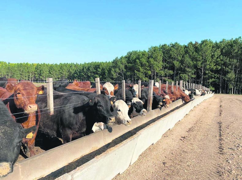 Soriano es el departamento que concentra la mayor cantidad de corrales habilitados, con 38, seguido por Río Negro, donde hay 19, según datos del MGAP.
