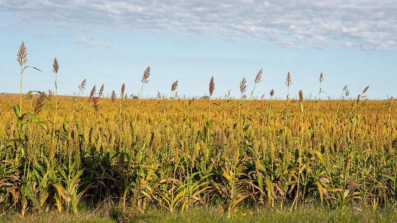 Cultivos en Soriano. Foto: Ricardo Antúnez / adhocFOTOS Cultivos en Soriano. Foto: Ricardo Antúnez / adhocFOTOS