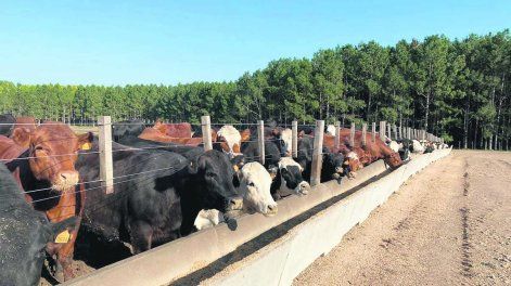 Soriano es el departamento que concentra la mayor cantidad de corrales habilitados, con 38, seguido por Río Negro, donde hay 19, según datos del MGAP.