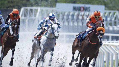 Búsqueda | Agro-Caballos-Maronas