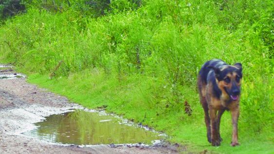El ministro de Ganadería, Alfredo Fratti, puso como ejemplo los casos de perroscon leishmaniasis y el “riesgo” que esto supone para la salud de la población El ministro de Ganadería, Alfredo Fratti, puso como ejemplo los casos de perroscon leishmaniasis y el “riesgo” que esto supone para la salud de la población