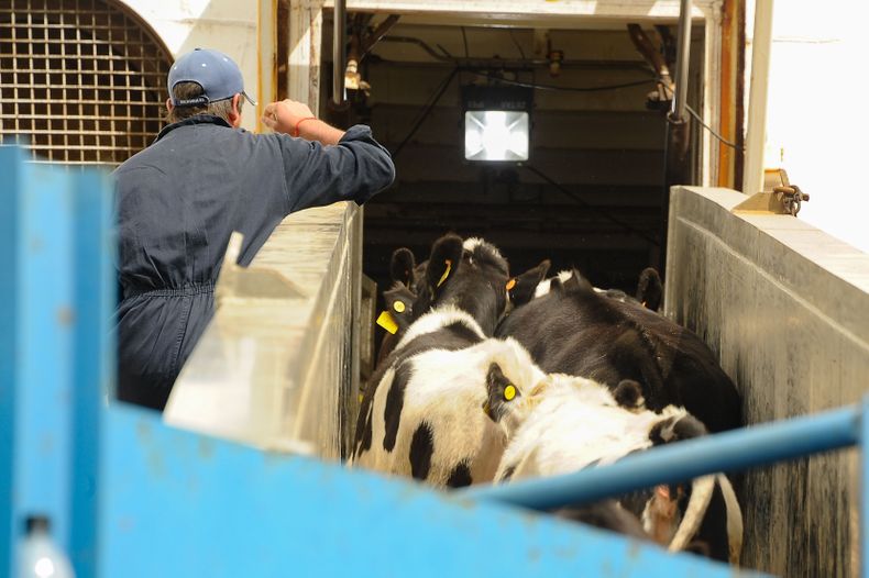 En 2025 se exportaron 371.210 bovinos en pie, según datos de la Dirección Nacional de Aduanas