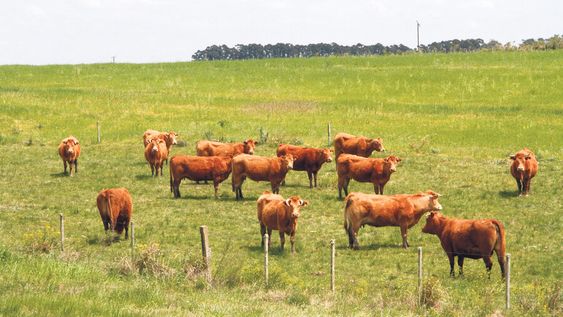 imagen de Sigue en alza la morosidad del agro y el BROU hace “estricta vigilancia” de la situación imagen de Sigue en alza la morosidad del agro y el BROU hace “estricta vigilancia” de la situación