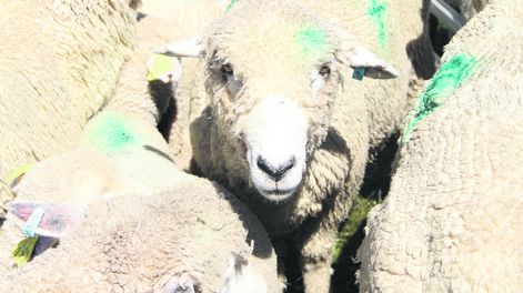 Este año los productores esquilan sus ovejas con la incertidumbre de no saber si habrá demanda por las lanas. Foto: Nicolás Der Agopián