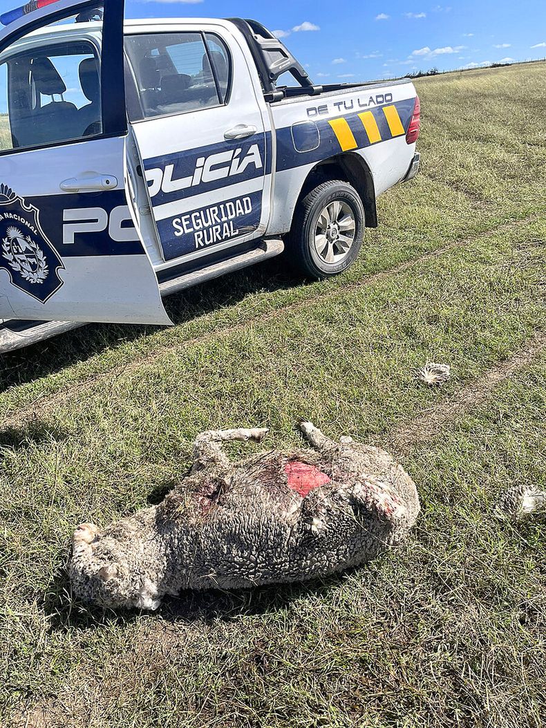 El INBA empezó a capturar perros sueltos que generan daños en el campo y problemas en la vía pública y en otros puntos, anunció el Ministerio de Ganadería