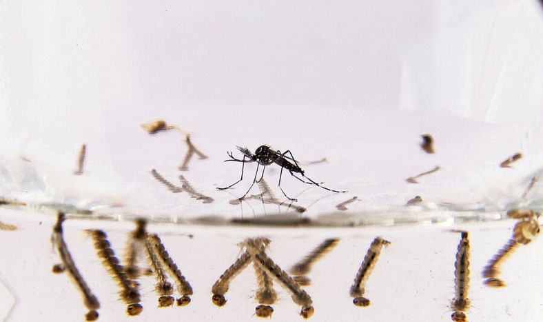 Larvas y mosquito Aedes aegipty, portador del virus del dengue. Foto: Pablo La Rosa / adhocFOTOS