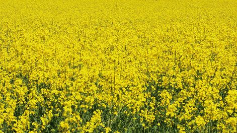 Mazzilli instó a respetar los tiempos de espera y evitar trazas de agroquímicos, siguiendo los límites máximos de residuos que marca la Unión Europea