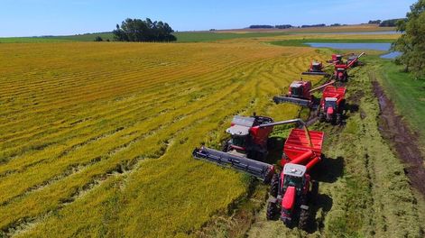 Uruguay produce mayoritariamente arroz de grano largo-fino.