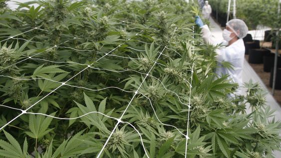 Producción de marihuana en Uruguay Producción de marihuana en Uruguay