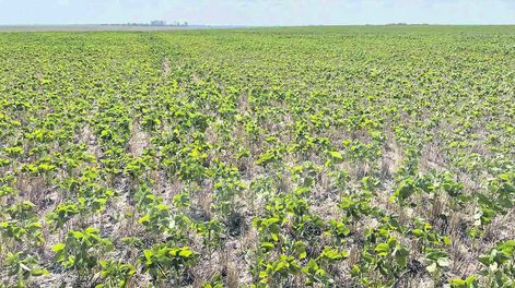 El escenario que más se acerca al promedio nacional, con rendimientos de entre 1.200 y 1.500 kilos por hectárea, arrojó una pérdida de US$ 350 por hectárea, según estimaciones de la consultora Cuatro Hojas.