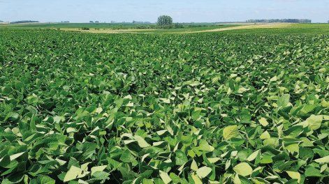 El 77% del area asegurada en la zafra 2023-2024 corresponde a coberturas de cultivos de verano