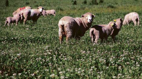 Las exportaciones de lanas perdieron peso en el ingreso de divisas para el sector. Foto: Nicolás Der Agopián / Búsqueda