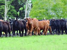 El porcentaje de nacimientos bovinos se incrementó 14% a nivel país; los mayores incrementos se registraron en Artigas (33%), Tacuarembó (26%) y Salto (21%). El porcentaje de nacimientos bovinos se incrementó 14% a nivel país; los mayores incrementos se registraron en Artigas (33%), Tacuarembó (26%) y Salto (21%).