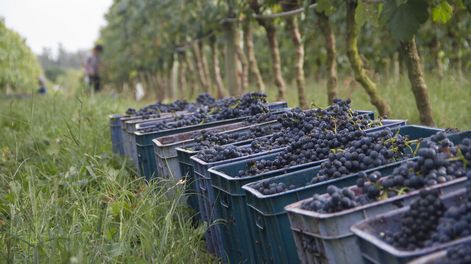 imagen de Inversores franceses, peruanos y nipones tras vinos uruguayos