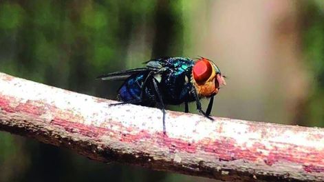 INIA continúa su trabajo en edición génica, con el Laboratorio Pasteur, y espera tenermoscas disponibles para el control de la bichera en los próximos dos años