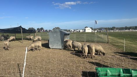 El feedlot de ovinos que presentó el SUL en la Rural de Melilla