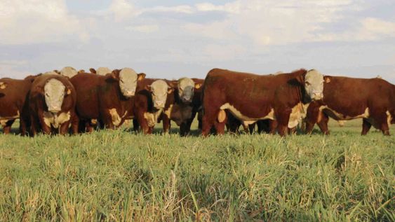 Los toros de Zerbino se ofrecen con seguro de vida, aptitud reproductiva y sanidad completa, incluyendo doble inmunización con la triple hemovacuna.