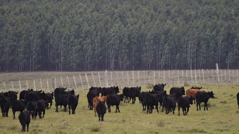 Los campos agrícolas, forestales, ganaderos, mixtos y ganaderos –en ese orden– “son los más demandados”, comentó el operador Diego Arrospide