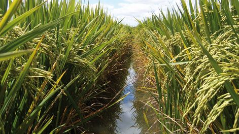imagen de Aunque el sector arrocero logra niveles de productividad récord, sus números “apremian”