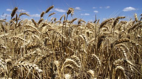 imagen de El agro registra una leve expansión este año; la celulosa  supera a la carne y pasa a liderar el rubro exportaciones