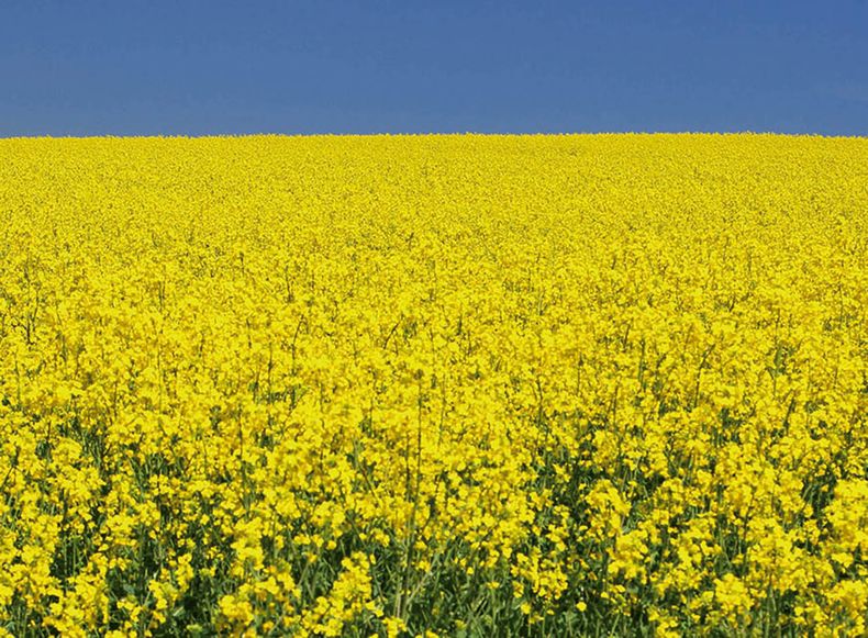 Mazzilli instó a respetar los tiempos de espera y evitar trazas de agroquímicos, siguiendo los límites máximos de residuos que marca la Unión Europea