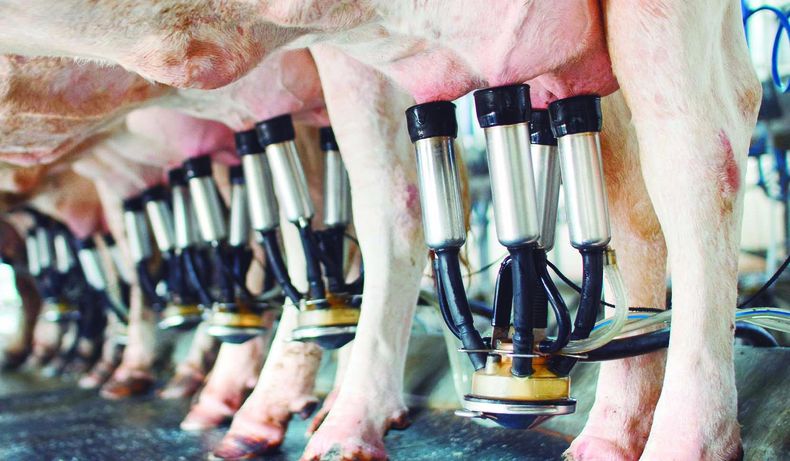 En moneda constante, el poder adquisitivo de las empresas lecheras fue 47% superior al promedio de los últimos 10 años.