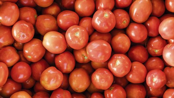 en la busqueda del tomate mas rico en la busqueda del tomate mas rico