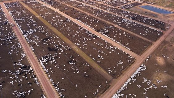 La oferta de carne exportable de Brasil aumentó por una fuerte caída del consumo interno luego de la pandemia. Foto: Agro Búsqueda La oferta de carne exportable de Brasil aumentó por una fuerte caída del consumo interno luego de la pandemia. Foto: Agro Búsqueda