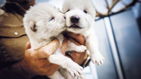 Búsqueda | Cachorros lobo desextincion.jpg