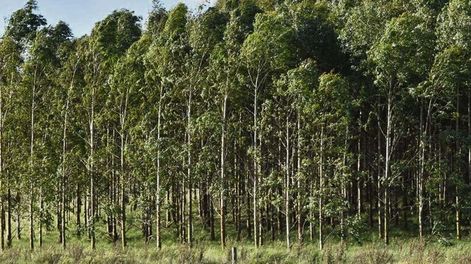 La OMC proyecta un repunte de 3,3% en los negocios forestales este año