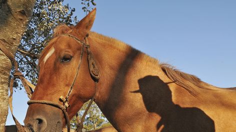 Búsqueda | gaucho.JPG