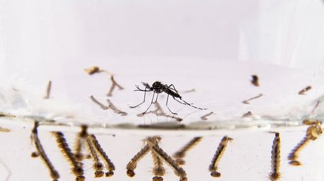 Larvas y mosquito Aedes aegipty, portador del virus del dengue. Foto: Pablo La Rosa / adhocFOTOS