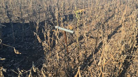 Los productores agrícolas enfrentan un año con malos resultados en la producción de soja debido a la sequía. Foto: Revista Verde