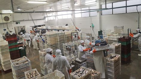 Planta de Novabarca en plena zafra de captura