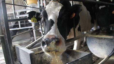 imagen de Consultoría estudia viabilidad de inversiones en industria láctea