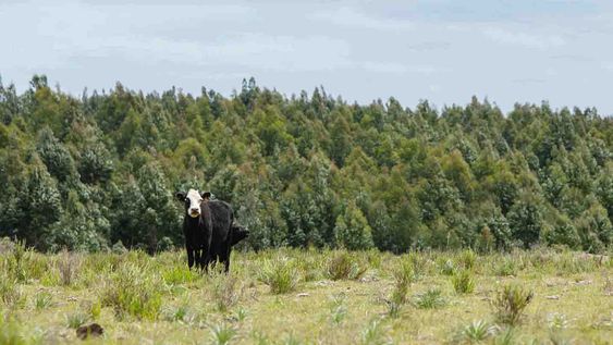 Desde el FA se plantea promover la “diversificación de la industria maderera y de productos derivados”, “asociada al desarrollo del norte” del país, “limitando la forestación a suelos de prioridad forestal” Desde el FA se plantea promover la “diversificación de la industria maderera y de productos derivados”, “asociada al desarrollo del norte” del país, “limitando la forestación a suelos de prioridad forestal”