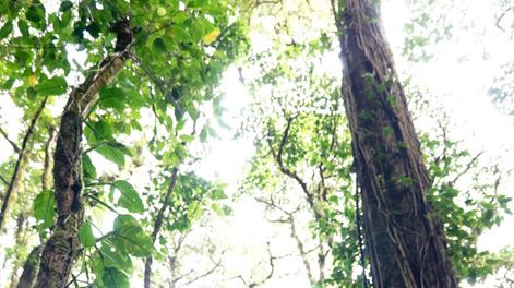 imagen de Costa Rica, país “pionero” en implantar política verde, enfrenta efectos del cambio climático; el sector privado pide más ayuda