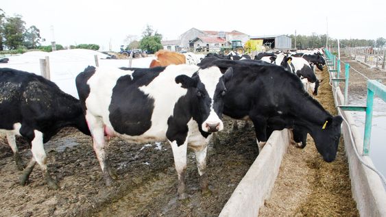 imagen de Que los sindicalistas “la rompan toda a Conaprole” y “tendremos que ir a trabajarla” los productores, se quejó uno de los directivos imagen de Que los sindicalistas “la rompan toda a Conaprole” y “tendremos que ir a trabajarla” los productores, se quejó uno de los directivos