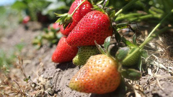 Foto: Nicolás Der Agopián / Búsqueda Foto: Nicolás Der Agopián / Búsqueda