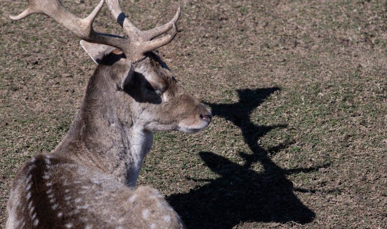 Ciervo axis, en el parque Lecocq