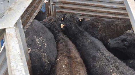 “Variables importantes, como los hematomas, permanecen con una incidencia similar”, sostiene la auditoría de INIA